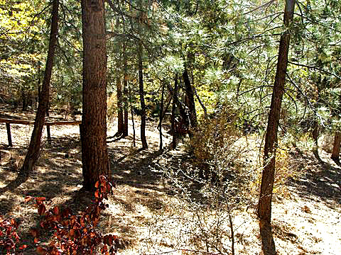 Big Bear Vacation Rental Home outside